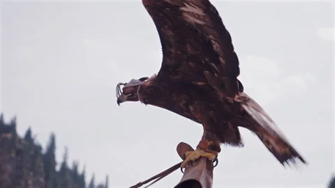 Falconry Bird on Hand Before Flight Stock Footage 320070247
