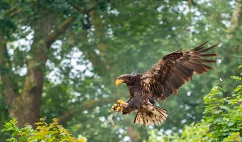 Falconry with a brown eagle Stock Photos