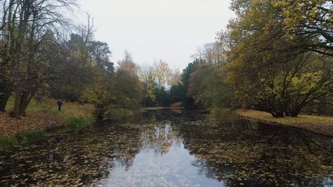 Falconry eagle flying across lake in autumn colours, drone aerial 4K Stock Footage 101186752