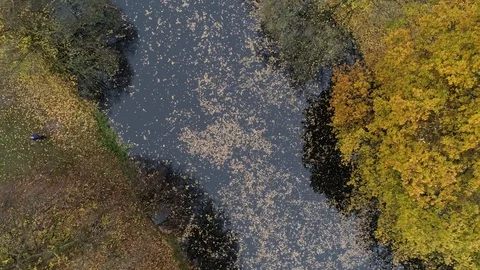 Falconry Eagle flying across lake in autumn colours from above, drone aerial 4K Stock Footage 101201001