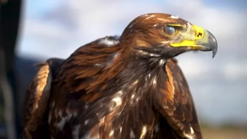 Falconry Eagle Screaming Hood helmet 動画素材 257048861