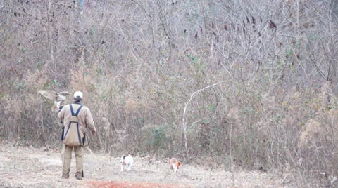 Falconry Stock Footage 33819087