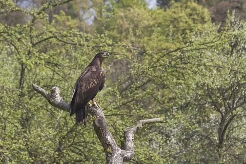 A falconry-headed sea eagle sits on a tree Stock Photos