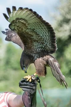 Falconry, kestrel Stock Photos