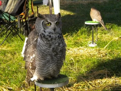 Falconry Stock Photos