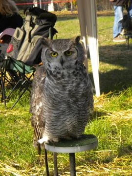 Falconry Stock Photos