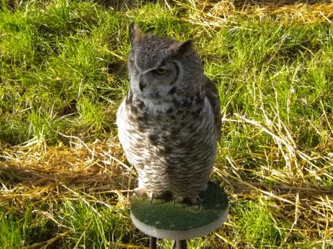 Falconry Stock Photos