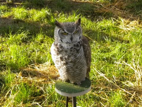 Falconry Stock Photos
