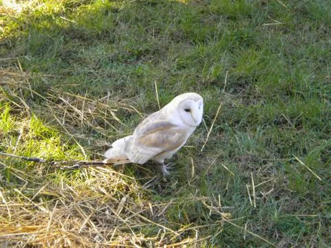 Falconry Stock Photos