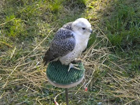 Falconry Stock Photos