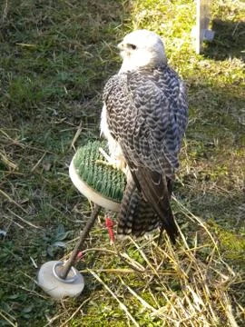 Falconry Stock Photos