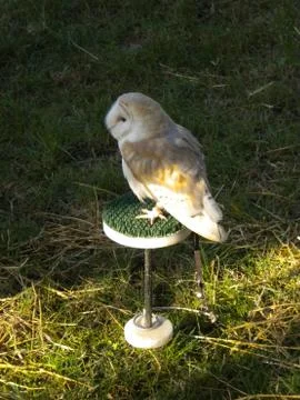 Falconry Stock Photos