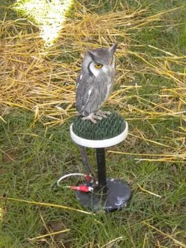 Falconry Stock Photos
