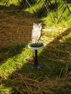 Falconry Stock Photos