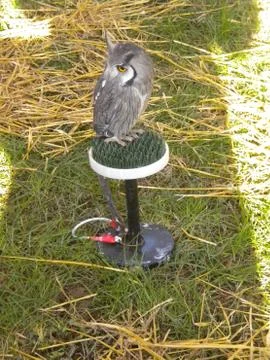 Falconry Stock Photos