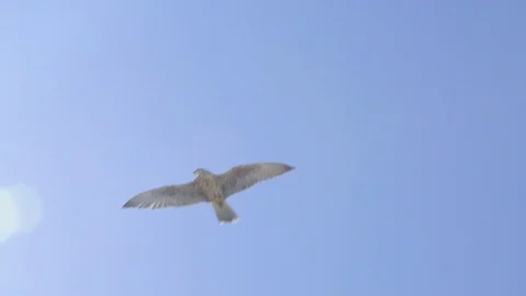 Falconry is Training the Falcon Vídeo Stock 121228365