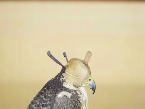 A Falcon's eye is closed with a mask Stock Footage 106894732