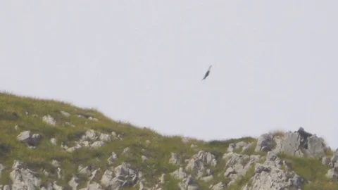 Falcons Flying over the Top of a Mountain Video stock 84518882