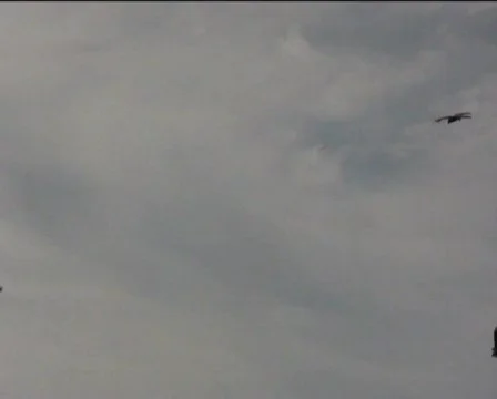 Falcons Stock Footage 749476