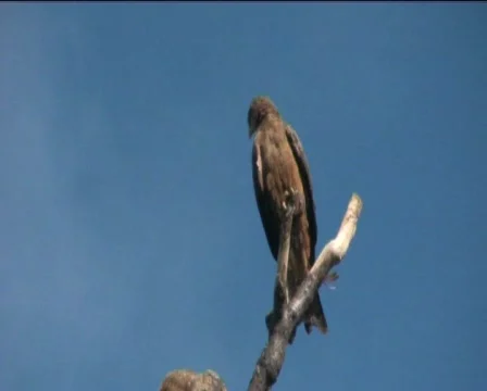 Falcons Stock Footage 768940