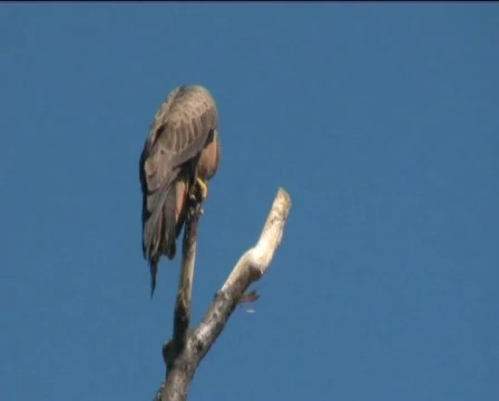Falcons Stock Footage 768945