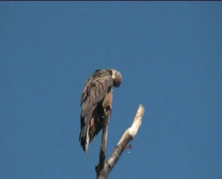 Falcons Stock Footage 768947