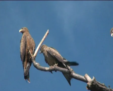 Falcons Video stock 768949