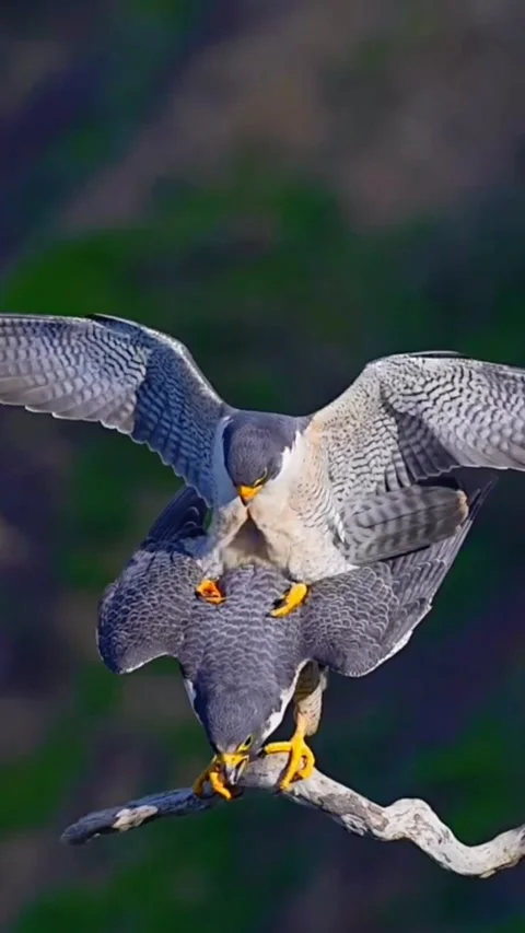 Falcons Mating on a branch of tree 库存影片 267025060