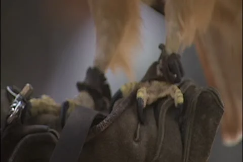 Falcon's talons Stock Footage 8931078