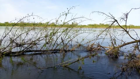 Falen tree in a river during springtime. Video stock 271577949