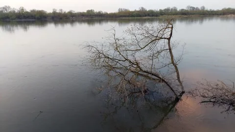 Falen tree in a river during springtime. Stock Footage 271579358
