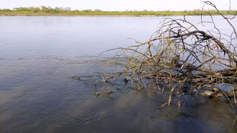 Falen tree in a river. Stock Footage 271578641