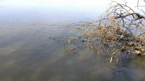 Falen tree in the river. Stock Footage 273496317