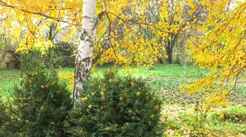 Faling leaves of a birch tree 動画素材 57695243