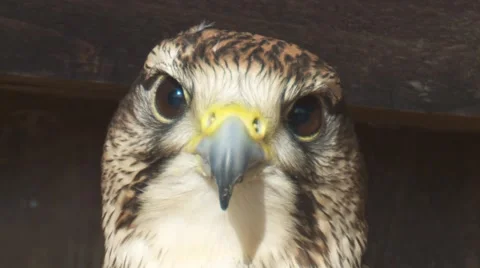 Falke2h264 Stock Footage 2072663