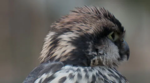 Falke4 Stock Footage 1631538