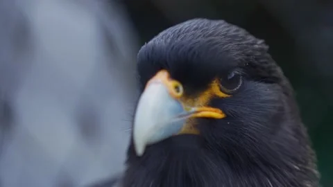 A Falkland Caracara falcon  Stock Footage 236705352