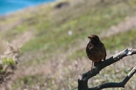 Falkland Thrush Stock Photos