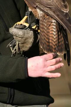 Falknerhand Stock Photos