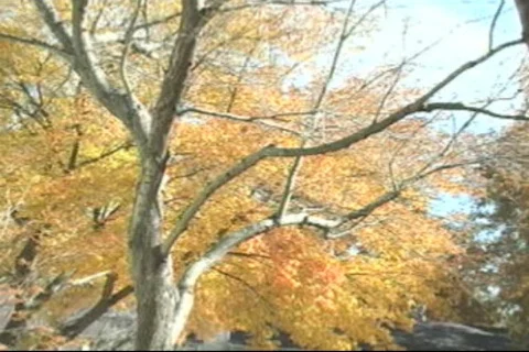 Fall-01 库存影片 281434