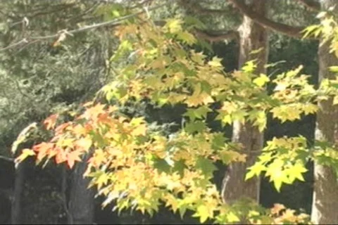 Fall-02 库存影片 280965