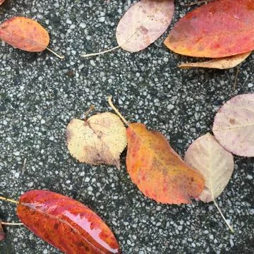 Fall 02 Foto stock