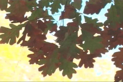 Fall-03 库存影片 281428