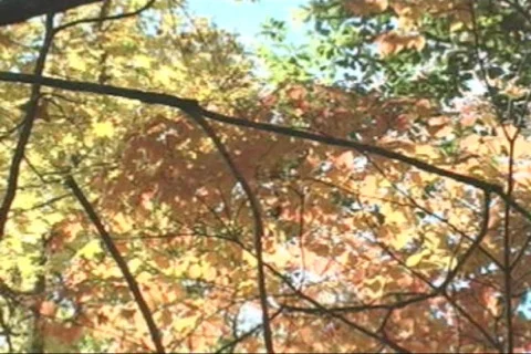 Fall-04 Stock-Footage 282062