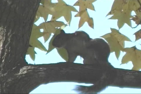 Fall-05 Stock-Footage 282109