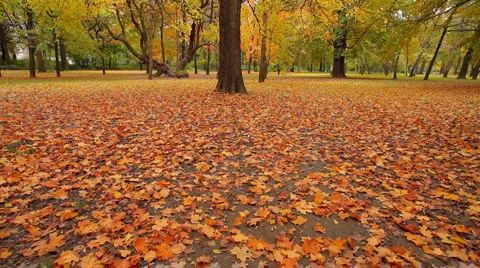 Fall 05 스톡 동영상 917129