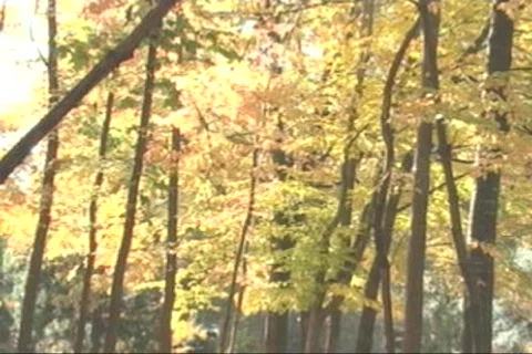 Fall-06 库存影片 282110