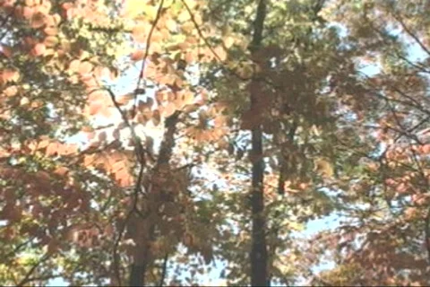 Fall-07 Stock-Footage 282122