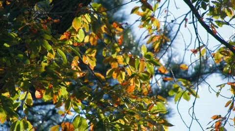 Fall 1 hdf Video stock 728329