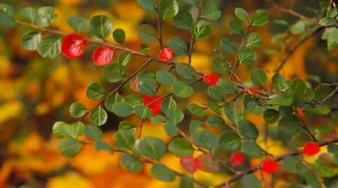 Fall 12 2in1 Stock Footage 919407